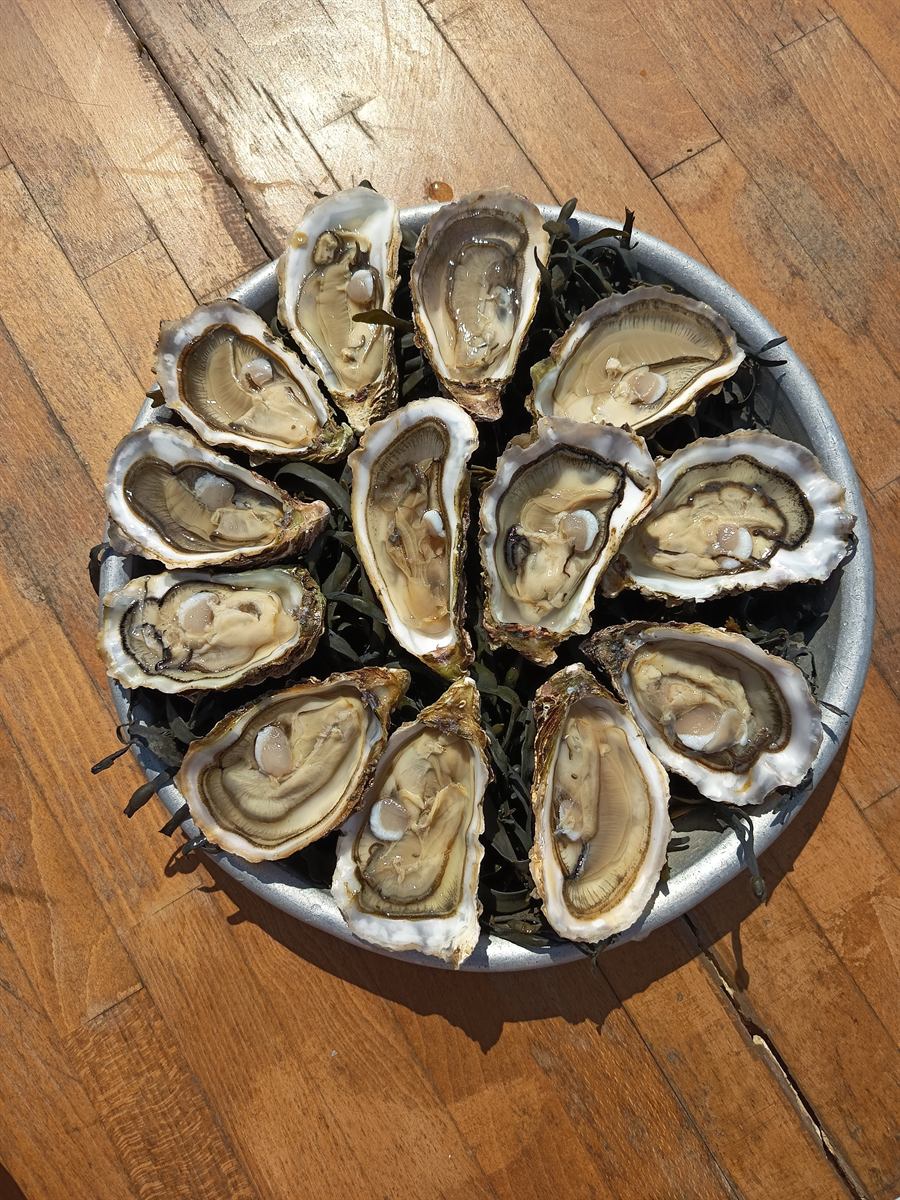 Assiette d'huîtres creuses ouvertes